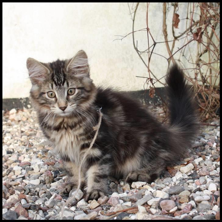 Norsk Skovkat DK SHAGGYTAIL'S YAHOO GIZMO - 1. gang ude i det fri - jubiiii ;O) 3 mdr, 1 uge og 1 dag gammel billede 10