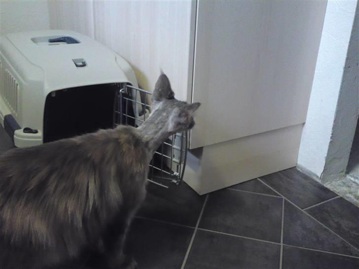 Maine Coon Fie - Efter Biopsien... ikke køn med barberet hoved billede 8