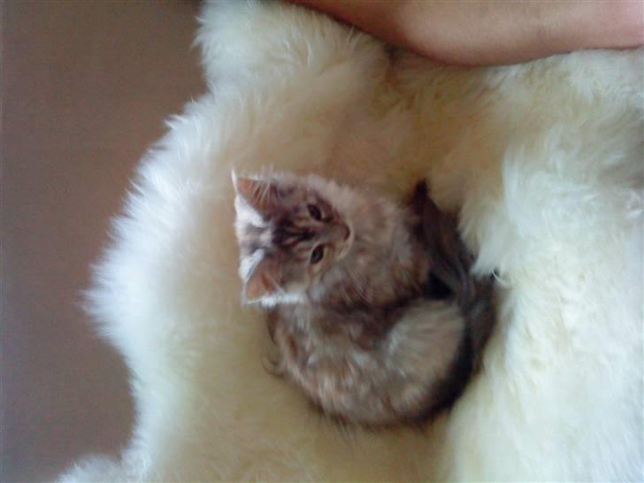 Maine Coon Berta billede 1