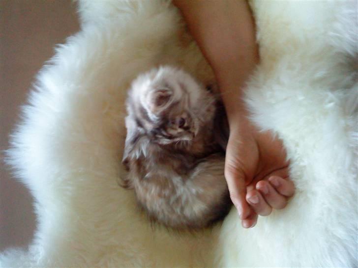 Maine Coon Berta billede 2