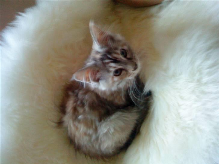 Maine Coon Berta billede 3