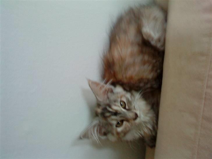 Maine Coon Berta billede 4