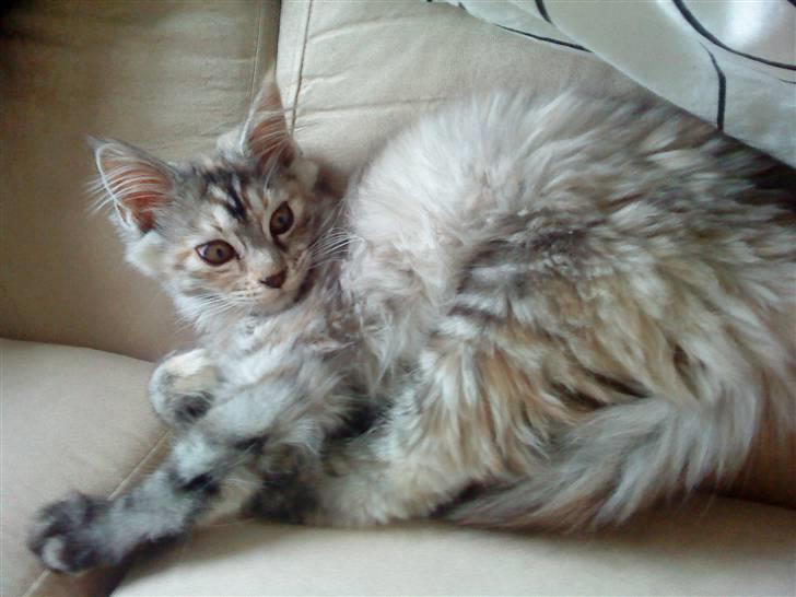 Maine Coon Berta billede 5