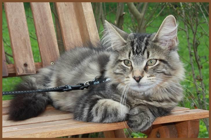 Norsk Skovkat DK SHAGGYTAIL'S YAHOO GIZMO - Skønne Gizmo ;O) 4 mdr, 1 uge og 6 dage gammel billede 11