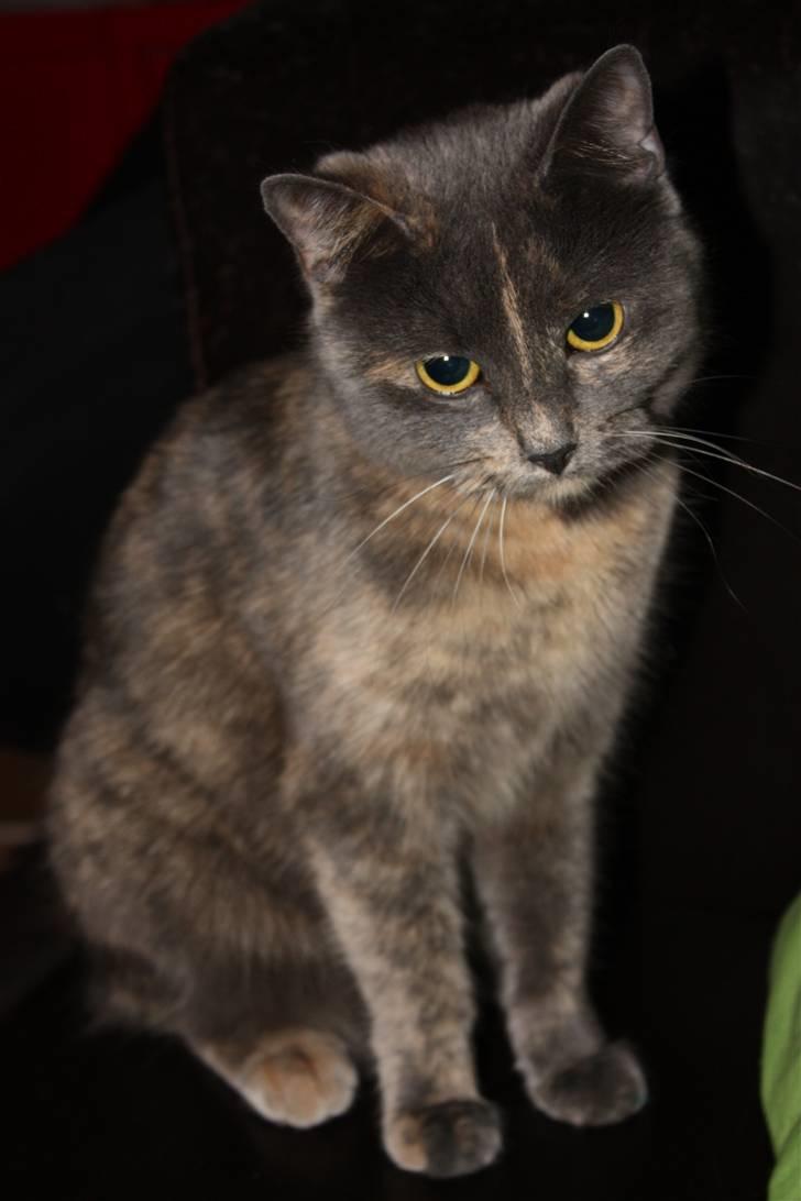 Huskat Leloo - Hun kan se super nuser ud, men hun er en bisse... billede 1