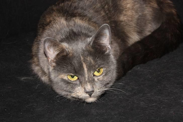 Huskat Leloo - Leloo ligger i sin yndlings-stol. billede 2