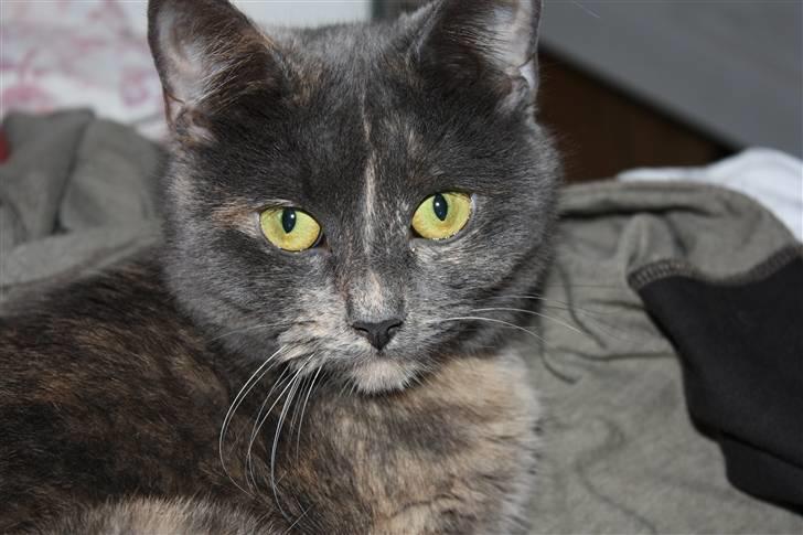 Huskat Leloo billede 3