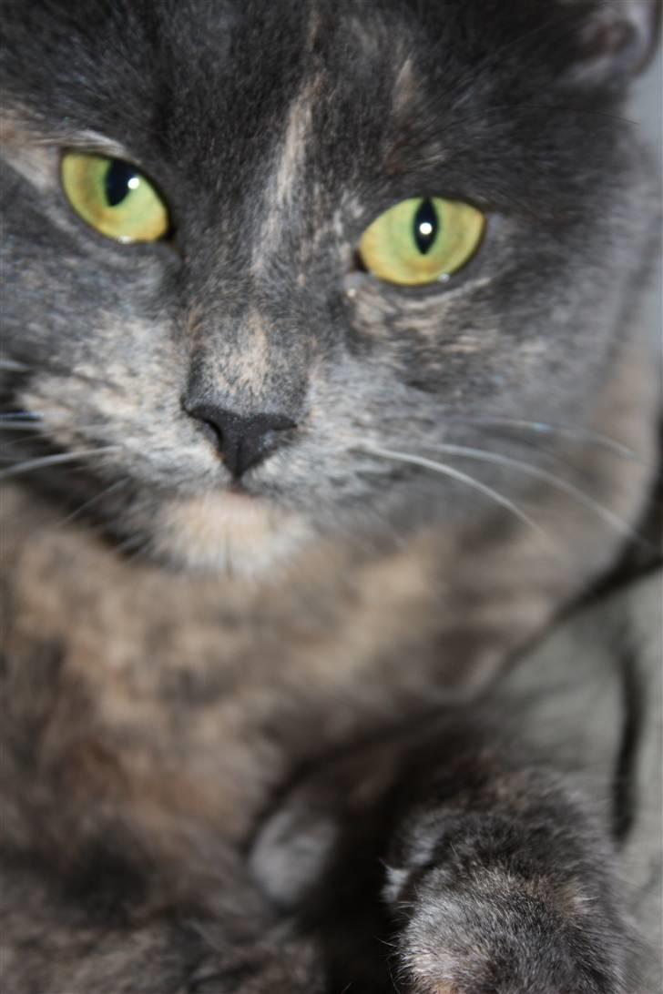 Huskat Leloo billede 4