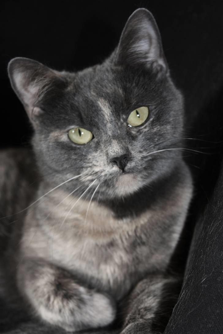 Huskat Leloo billede 5