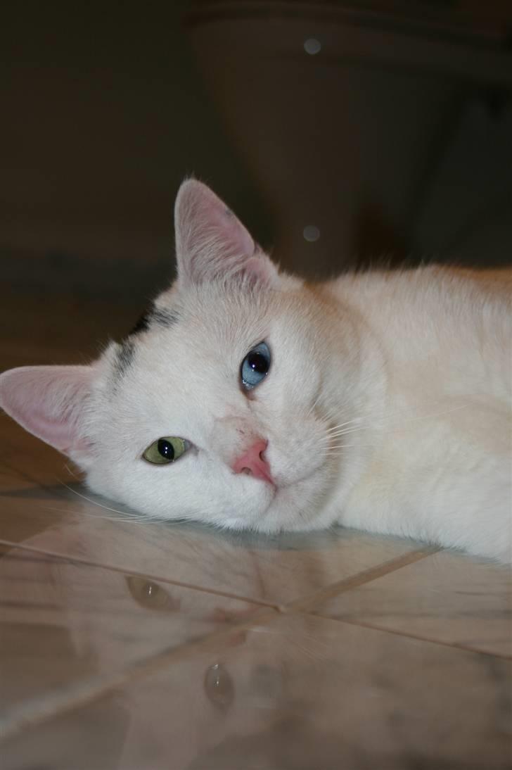 Huskat Tarzan - Se mit spejlbillede billede 6