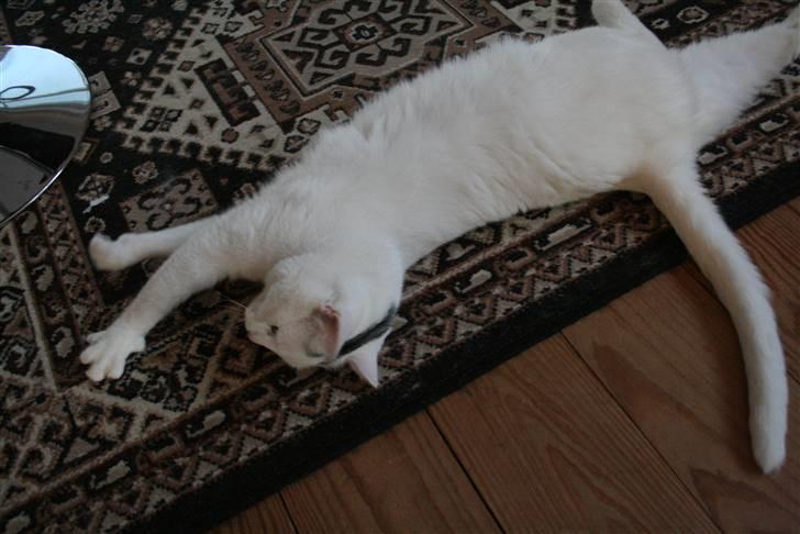 Huskat Tarzan - Så lang er jeg billede 7