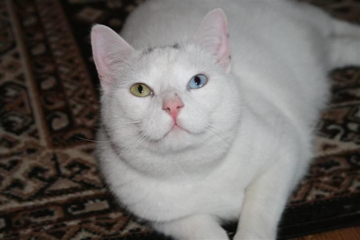 Huskat Tarzan - se mine smukke øjne billede 8