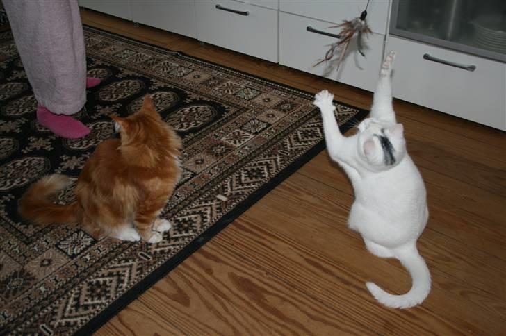 Huskat Tarzan - Jeg eeesksker at lege billede 9