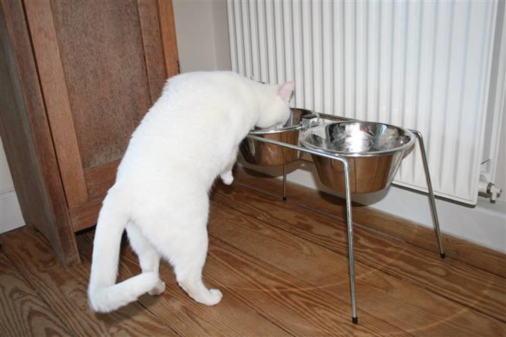 Huskat Tarzan - Her er min drikkeskål billede 10