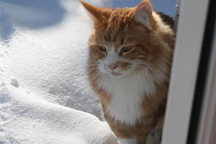 Maine Coon Zorro - Sne er dejligt billede 10