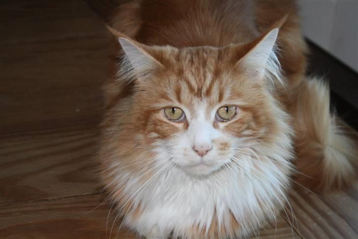 Maine Coon Zorro - Ja, jeg ved godt jeg er dejlig billede 11