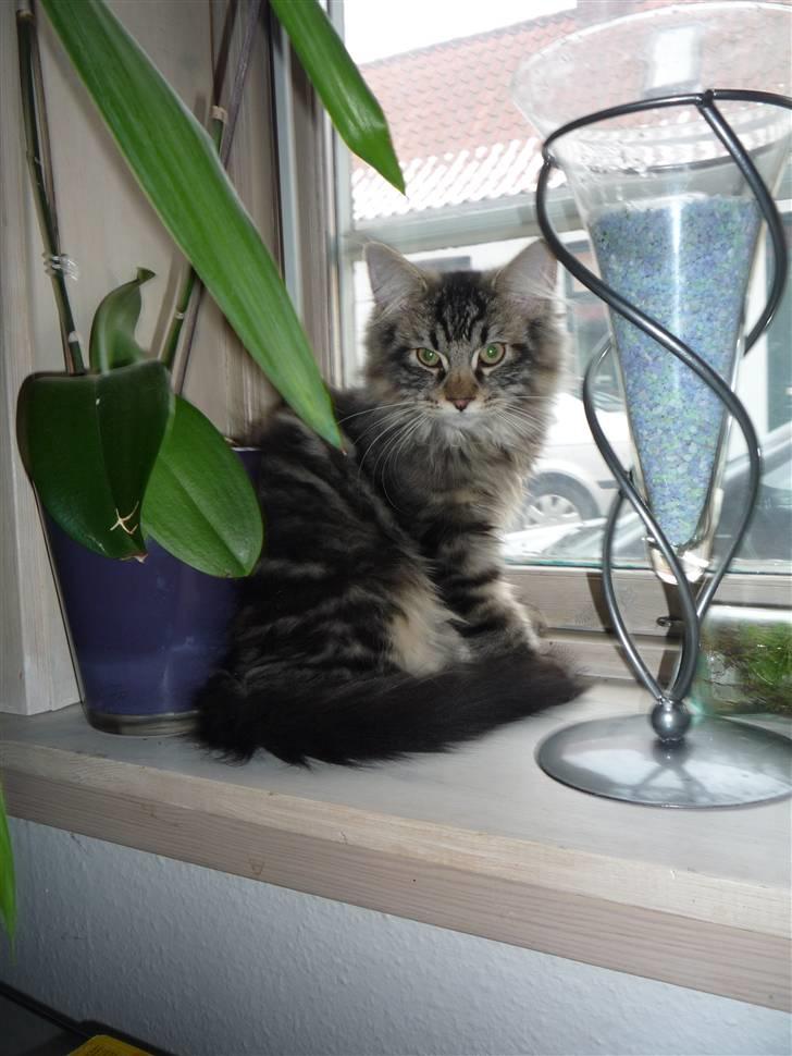 Blanding af racer Elmo billede 6