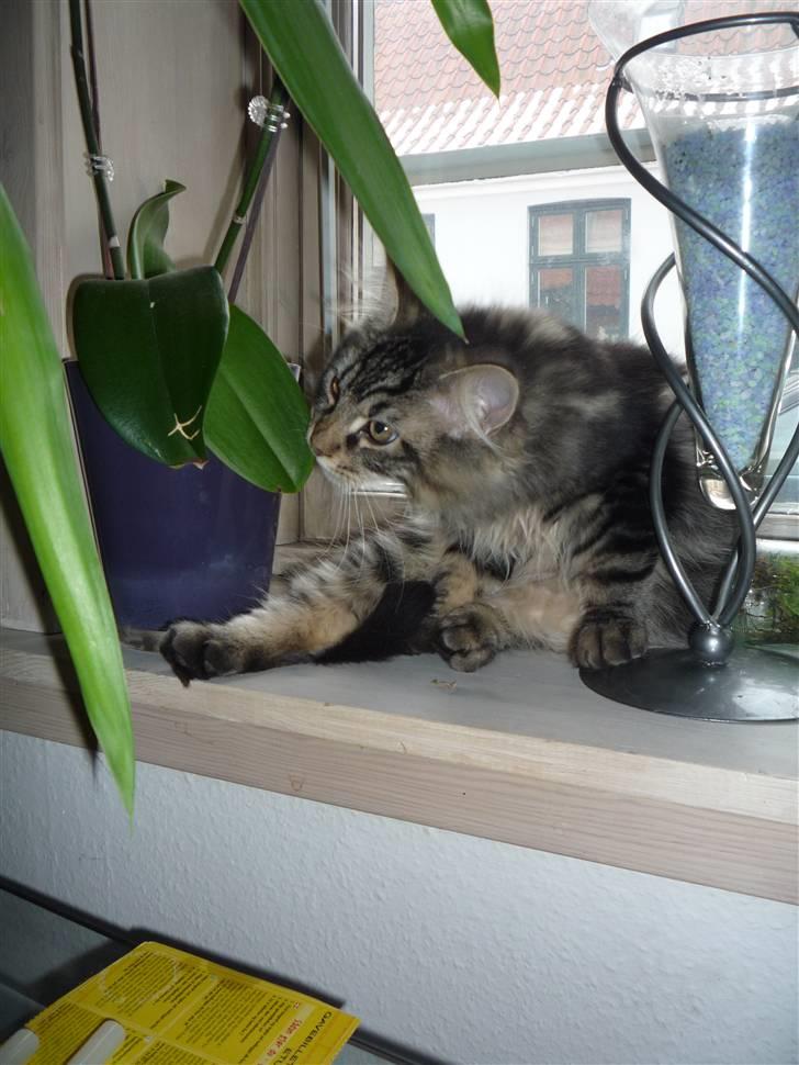 Blanding af racer Elmo billede 7