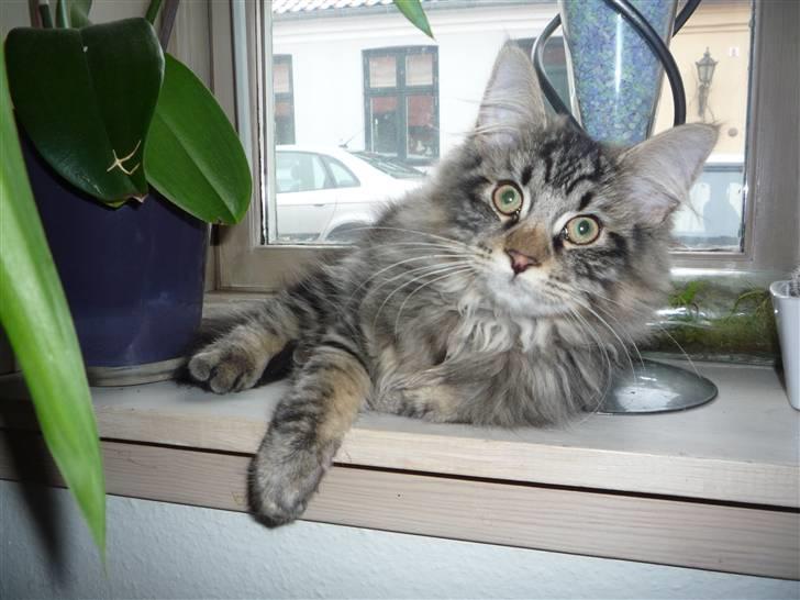 Blanding af racer Elmo billede 8