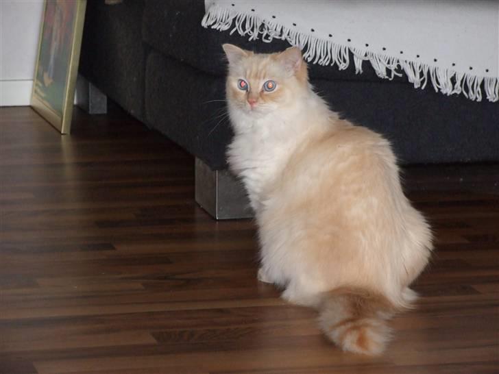 Ragdoll DK Vandoll Crazy 4 You  billede 5