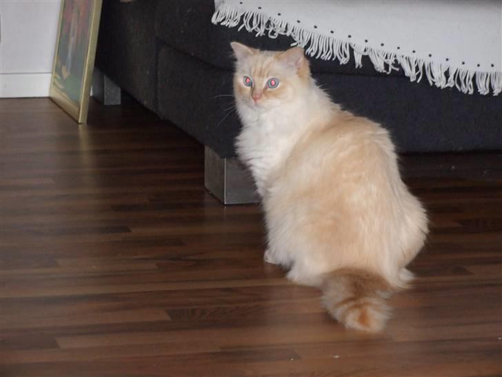 Ragdoll DK Vandoll Crazy 4 You  billede 6