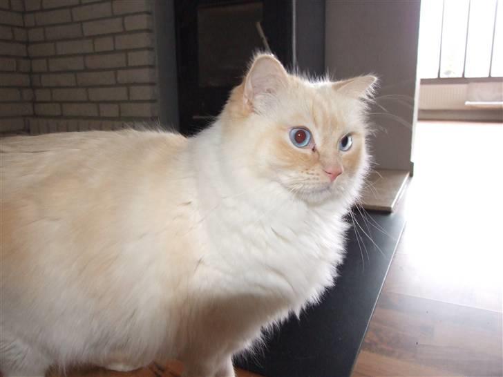 Ragdoll DK Vandoll Crazy 4 You  billede 2