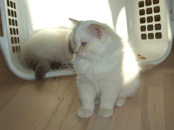 Ragdoll DK Vandoll Crazy 4 You  billede 3