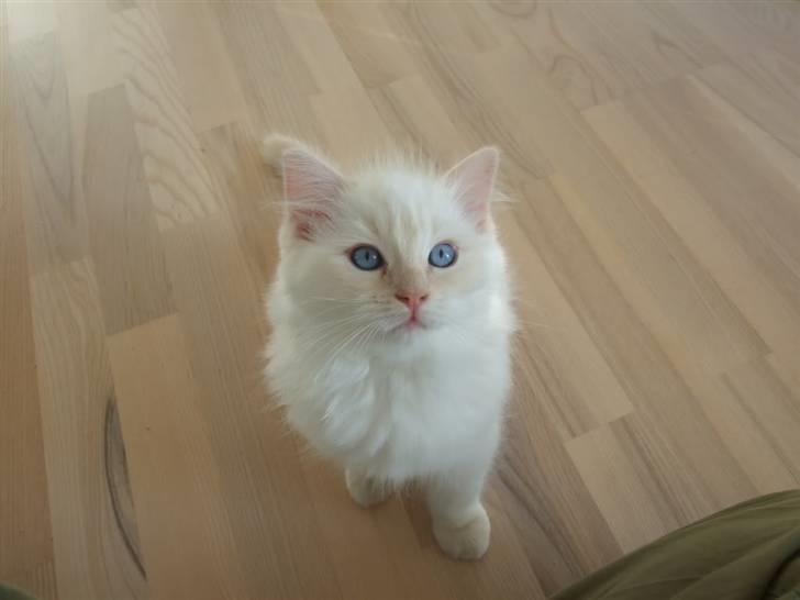 Ragdoll DK Vandoll Crazy 4 You  billede 4