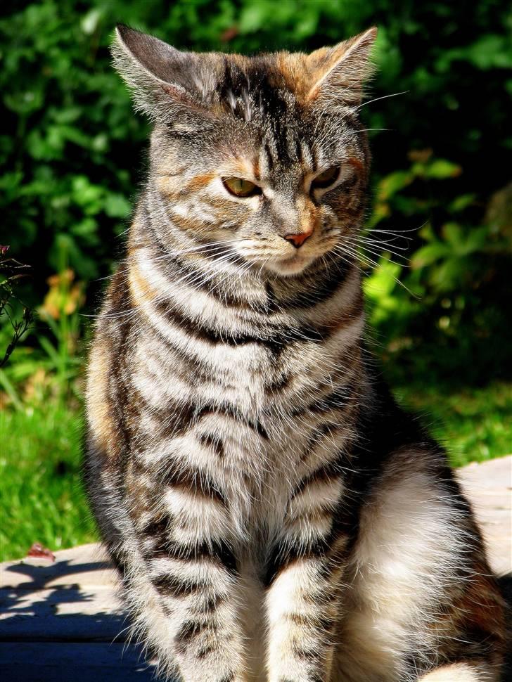 Blanding af racer Isabella billede 1