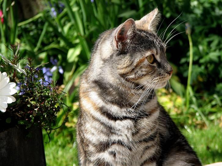 Blanding af racer Isabella billede 2