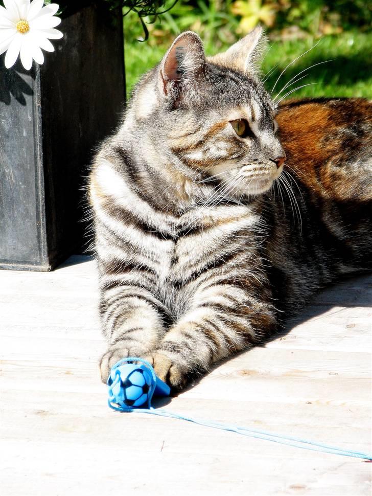 Blanding af racer Isabella billede 3