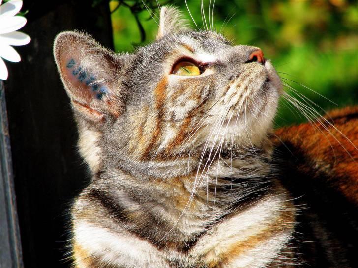 Blanding af racer Isabella billede 4