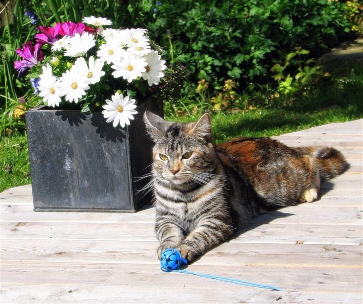 Blanding af racer Isabella billede 5