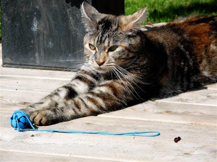 Blanding af racer Isabella billede 6