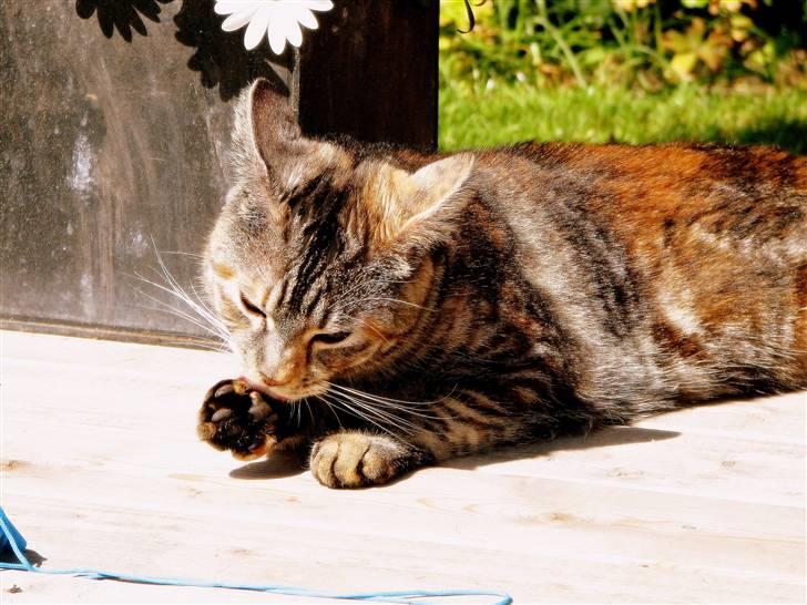 Blanding af racer Isabella billede 7