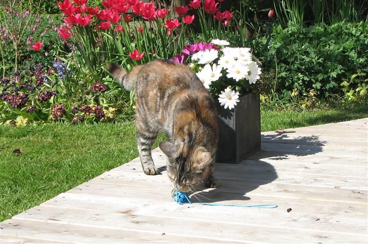 Blanding af racer Isabella billede 8