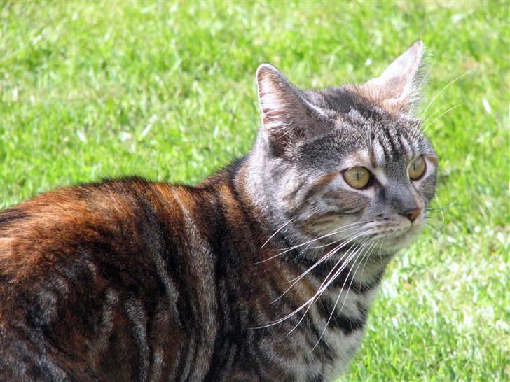 Blanding af racer Isabella billede 9