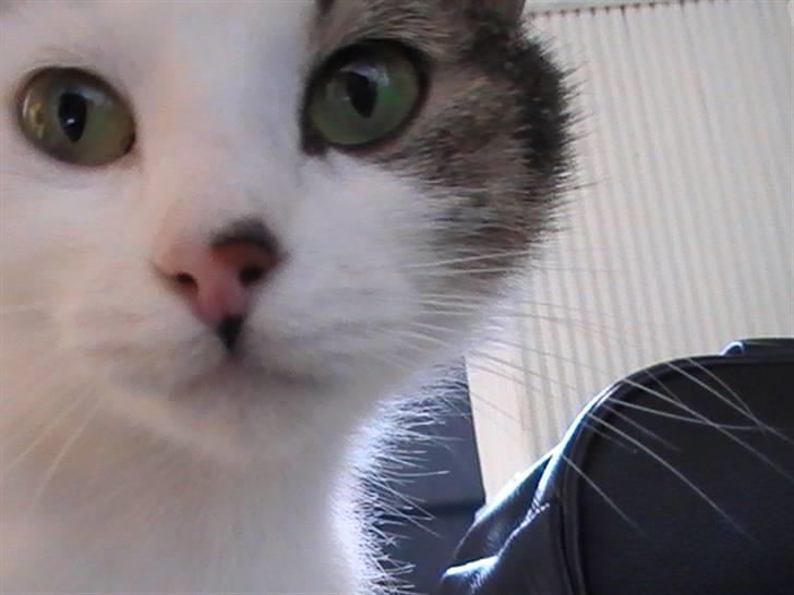 Huskat Tzasiki Elvis Hudini - En rigtig hyggelig skov tur med Tzasiki, hun er vant til at gå tur med os, og viser ingen tegn på stress.. Vi holder dog pause med turene nu hvor hun er højgravid, da jeg ikke tør tage den risiko at der sker noegt billede 1