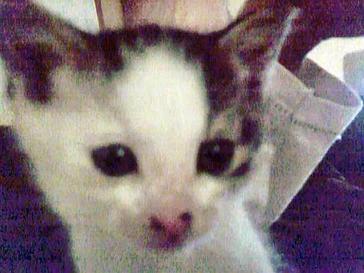 Huskat Tzasiki Elvis Hudini - Tzasiki som en lille bylp ;)  billede 2