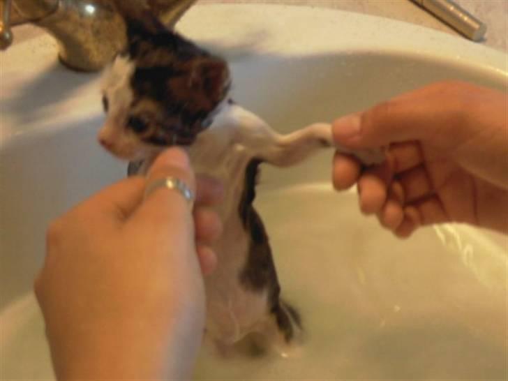 Huskat Tzasiki Elvis Hudini - Tzasiki i bad efter at have været en tur i toilettet, hvor en mandelig gæst havde glemt at trække ;) billede 3