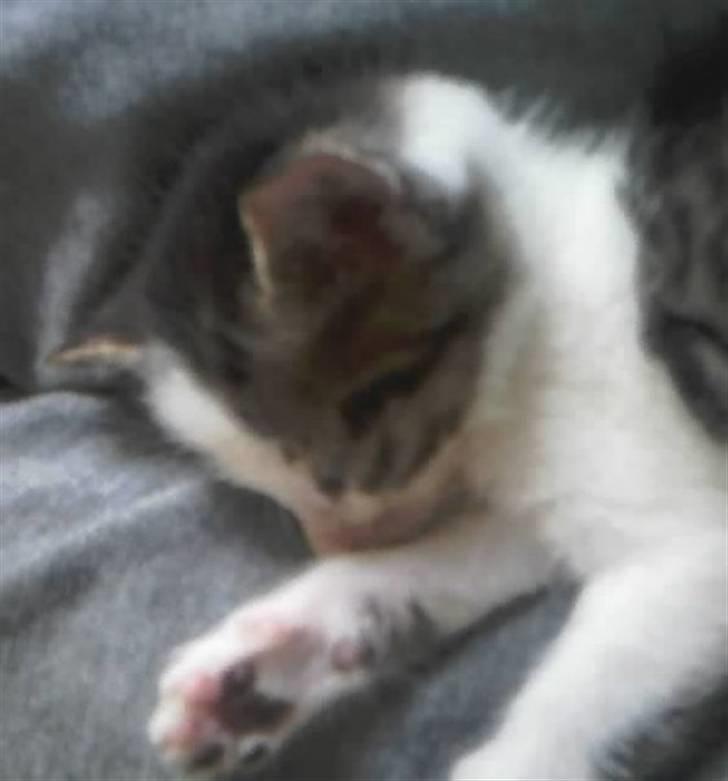 Huskat Tzasiki Elvis Hudini - Tzasiki den første dag vi fik hende, desværre aaalt for tidligt fandt vi ud af senere .. Men havde vi ikke taget i mod hende var hun blev aflivet billede 4