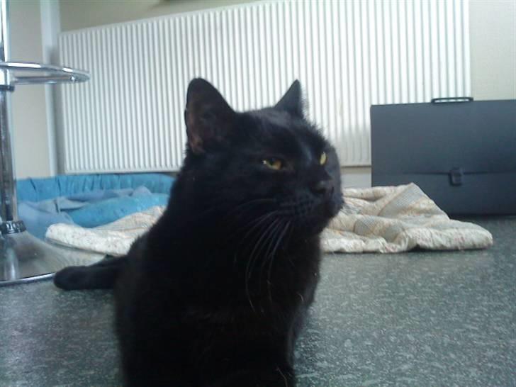 Huskat Tarzan - ;p <3 billede 8