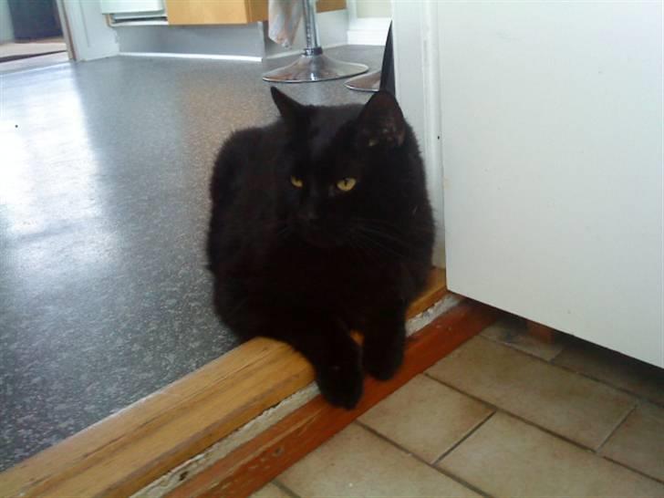 Huskat Tarzan - Han ser helt lille ud her? <3 billede 9