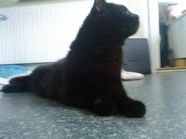 Huskat Tarzan - Org "MAD" <3 billede 10