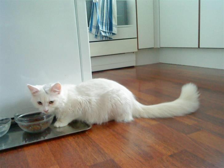 Blanding af racer Scare billede 10