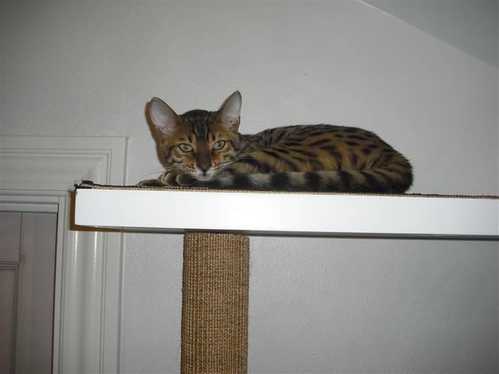 Bengal Jason billede 8