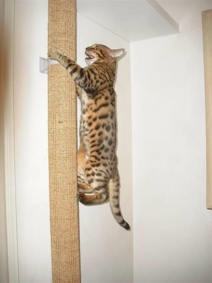 Bengal Jason billede 9