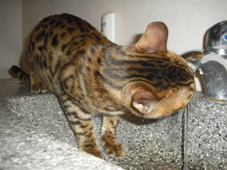 Bengal Jason billede 10