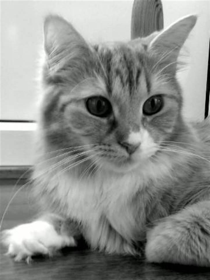 Maine Coon Bellami Solgt :( - Helt nyt (: billede 8