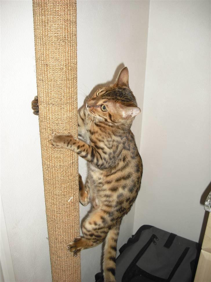 Bengal Jason billede 11